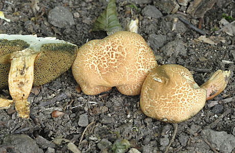 Aprikosenfarbener Röhrling (Rheubarbariboletus armeniacus ) - © Gernot Friebes